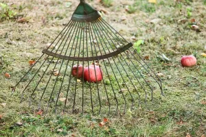 Rake in Poker